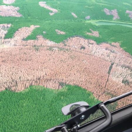 Noch kein Borkenkäferbefall