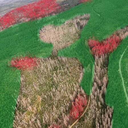 Sehr starker Borkenkäferbefall