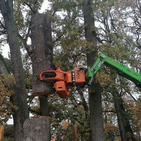 Baumfällung abgestorbene Eiche