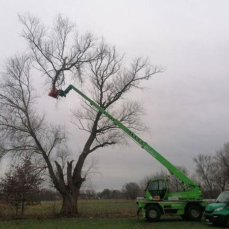 Baumfällung einer Weide mittels Merlo Roto 45.21 Fällkran