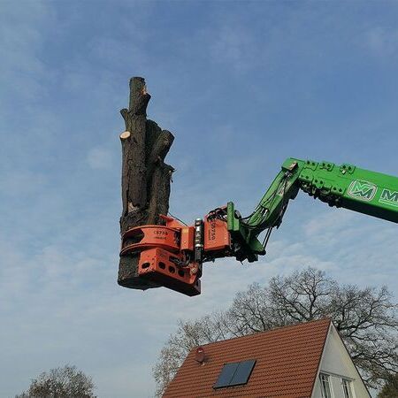 Baumfällung Kastanie