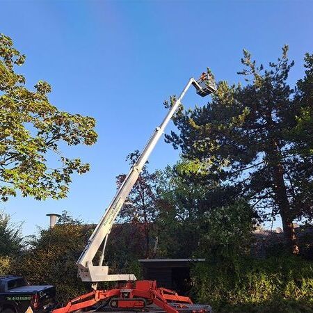Baumfällung mittels Hubarbeitsbühne