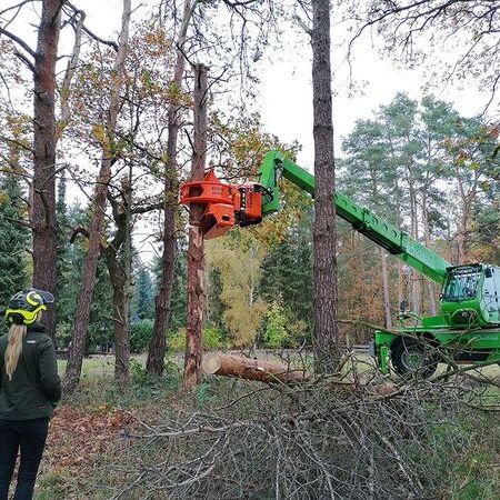 Baumfällung toter Kiefern