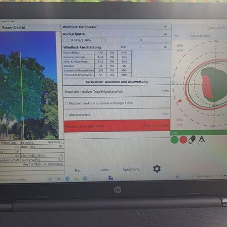 Baum Standsicherheit überprüfen