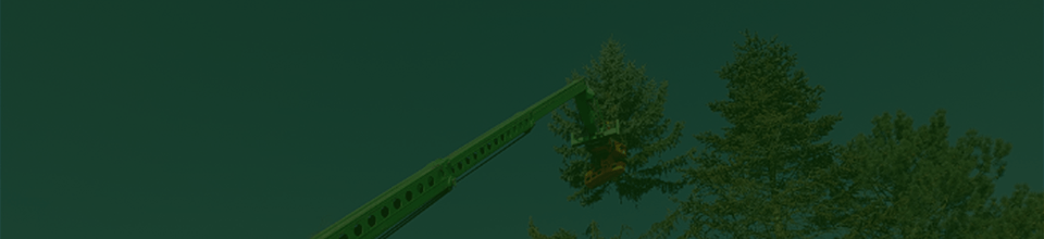 Kronenreduzierung & Kronensicherung